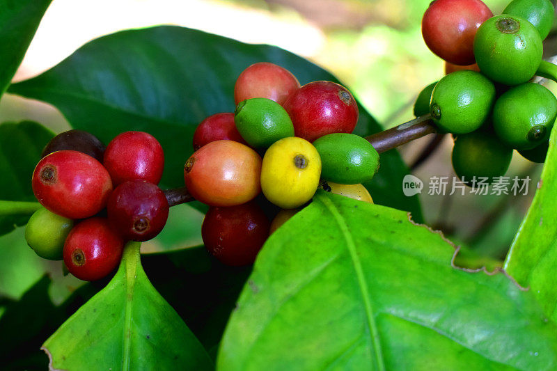 Close-up of ripping of red and green berries of coffee beans with nature background.  Organic Arabica coffee plantation in countryside of Thailand.